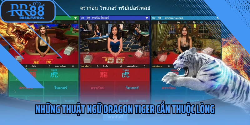 Những thuật ngữ Dragon Tiger cần thuộc lòng
